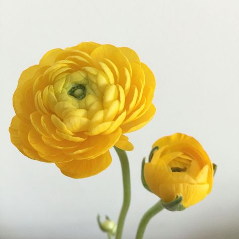 Yellow Ranunculus, Watercolor Subjects, Unusual Flowers, Paintings Art, Paper Flower Tutorial, Botanical Flowers, Crepe Paper, Ranunculus, Flower Tutorial