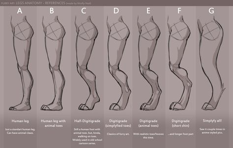 Legs anatomy references by Wolfy-Nail -- Fur Affinity [dot] net Animal Leg Anatomy, Digilegs Drawing, Human Legs Anatomy, Anthro Animals Anatomy, Digitigrade Legs Tutorial, Animal Leg Reference, Dog Leg Reference, Digitigrade Legs Drawing Poses, Dog Leg Anatomy