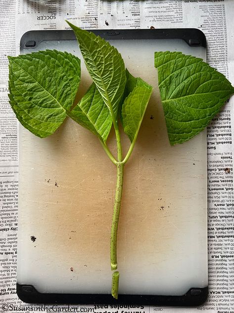 How To Propagate Hydrangeas, Propagating Hydrangeas, Learning New Skills, Seed Starting Mix, Rooting Hormone, Love Learning, New Skills, Seed Starting, Potting Soil