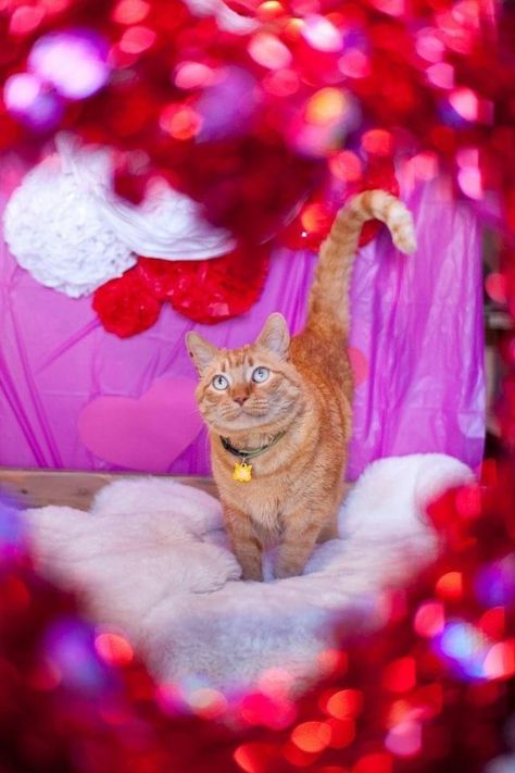 Cat Valentine Photoshoot, Valentines Day Pet Photoshoot, Pet Valentines Photography, Cat Birthday Photoshoot, Cat Photoshoot Ideas, Kitty Photoshoot, Stellar Birthday, Valentines Cats, Valentines Day Photoshoot Ideas