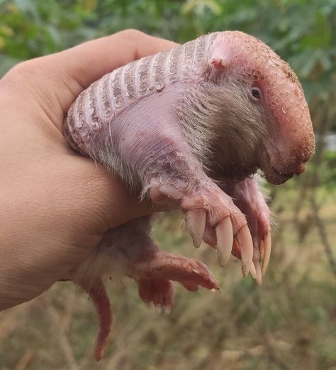 Greater fairy armadillo (Calyptophractus retusus) @ eliamne1... Weird Mammals, Fairy Armadillo, Mammals, Animals