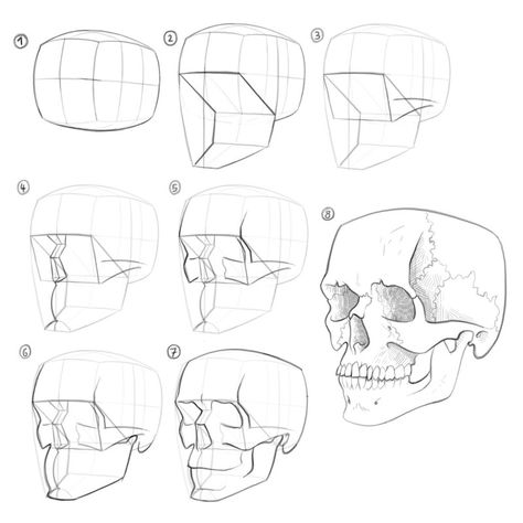 Skull Anatomy Drawing Study, Three Quarter View Face, Gregor Kari, Gesture Study, Drawing Beginners, Face Animation, Skull Drawing Sketches, Draw A Skull, Drawing The Human Head