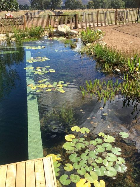 Freshwater Swimming Pool, Swim Pond Diy Natural Pools, Swimming Pool Fish Pond, Farm Pond Landscaping Natural Swimming Pools, Natural Swimming Ponds With Fish, Eco Pools Natural Swimming Ponds, Pools Australia, Swim Pond, Garden Pool Design