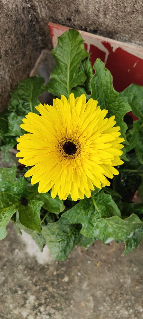 Gerbera Jamesonii, Sweet Flowers, Flower Plants, Flower Yellow, Planting Flowers, Beautiful Flowers, Plants, Yellow, Flowers