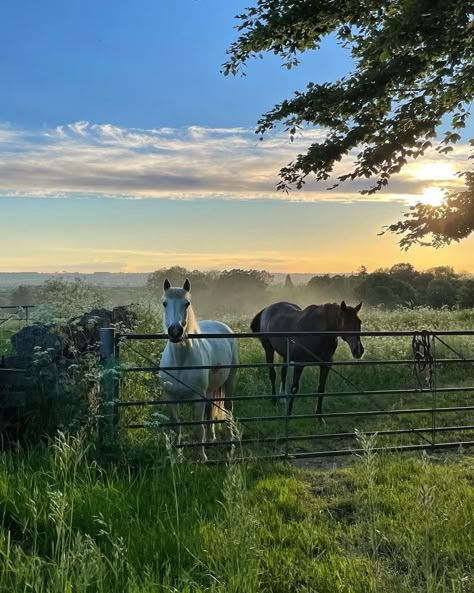 English Countryside Home, Countryside Cottage, Country Lifestyle, British Countryside, Horse Ranch, Countryside House, Horse Stables, The Cotswolds, Horse Life