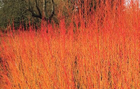 10 Best Trees and Shrubs for Fall Color - This Old House Ornamental Trees Landscaping, Garden Shrubs Evergreen, Yellow Twig Dogwood, Dogwood Shrub, Fall Color Trees, Fall Landscaping, Red Twig Dogwood, Twig Dogwood, Eastern Redbud