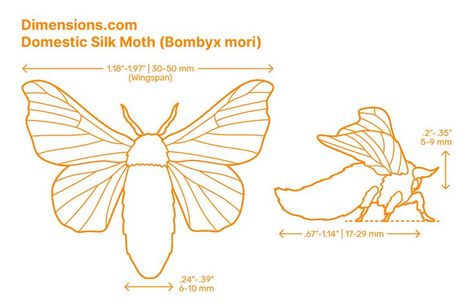 The Domestic Silk Moth (Bombyx mori) is a moth related to the wild silk moth. The silkworm is the caterpillar of the Silk Moth. While the species is native to China, it has been introduced throughout the world, and with complete domestication, it is no longer found in the wild. Downloads online #insects #arthropods #invertebrates #animals Invertebrates Animals, Bombyx Mori, Silk Moth, Arthropods, In The Wild, Caterpillar, The Wild, Moth, Silk