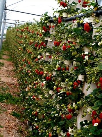 Strawberries grown through hydroponics and aeroponics are selling very well Hydroponic Fruit, Hydroponic Strawberries, Growing Strawberries, Sustainable Agriculture, Shade Cloth, Hydroponics System, Plant Fibres, City Design, Water Supply