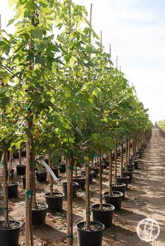 Autumn Fantasy Maple Tree Plant Avocado, Rainbow Park, Fast Growing Shade Trees, Nursery Landscape, Nursery Tree, Nursery Garden, Wallpaper Nursery, Specimen Trees, Tree Nursery