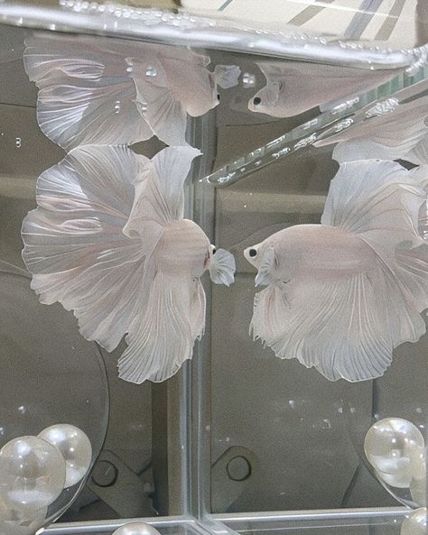 white betta fish White Betta Fish, Fish Aesthetic, Indoor Water Garden, Pretty Fish, Beta Fish, Pet Fish, Flesh And Blood, Fashion Inspiration Design, Force Of Evil