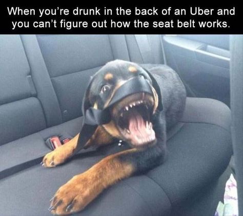 Funny Memes Images, Sleep Funny, Funny Dog Memes, Funny Dog Pictures, Daily Funny, Funny Animal Memes, Funny Cat Videos, Funny Animal Pictures, Dog Memes