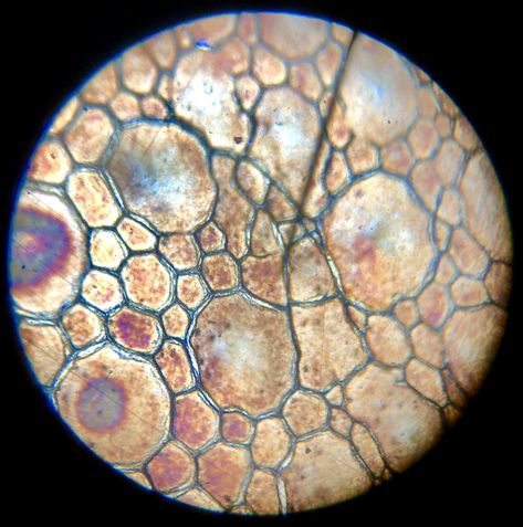 Under Microscope, Microscope Aesthetic, Animal Cell Microscope, Under The Microscope Art, Cool Things Under A Microscope, Cell Under Microscope, Nature Under Microscope, Cells Under Microscope, Viruses Under Microscope