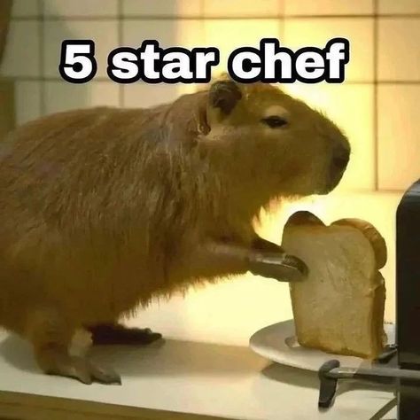 Capybara Slay, Scared People, Capybara Meme, Capybara Pet, Funny Capybara, Funny Hamsters, Fluffy Dog, Star Chef, Sticker Wa