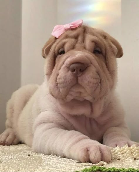 Shar Pei Puppies, Puppy Mom, Shar Pei Dog, Girly Pop, Very Cute Puppies, Super Cute Puppies, Cute Animals Puppies, Very Cute Dogs, Funny Animal Photos