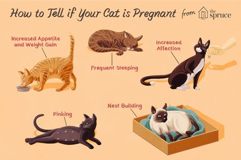 How Can I Tell If My Cat Is Pregnant? Cat Pregnancy, Cat Knowledge, Cat Birth, Information About Cats, Pregnant Cat, Foster Cat, Long Cat, Cat Tips, Cat Language