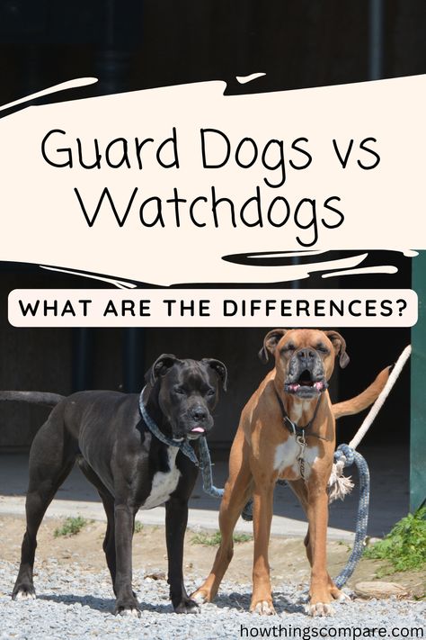 The terms watchdog and guard dog are often used interchangeably, but they’re actually two very different duties. If you want to train a dog to perform a particular job or adopt a dog that might be good as a watch or guard dog, it’s important to know the difference between the two. Guard Dogs Breeds, Guard Dog Aesthetic, Male And Female Animals, Best Guard Dog Breeds, Guard Dog Training, Medium Sized Dogs Breeds, Guardian Dog, Guard Dog Breeds, Train A Dog