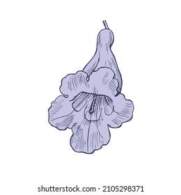 Jacaranda Illustration, Jacaranda Tattoo, Jacaranda Flower, Flower Icons, Flower Doodles, Single Flower, Beauty Tattoos, Illustration Inspiration, Embroidery Ideas