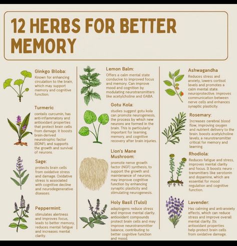 Alternative Medicine Holistic Healing, Better Memory, Herbal Medicine Recipes, Herbal Remedies Recipes, Medicinal Herbs Garden, Medical Herbs, Types Of Herbs, Natural Healing Remedies, Herbal Healing