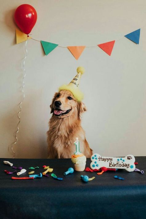 Dog Birthday Pictures, Dog Party Decorations, Puppies With Blue Eyes, Dog First Birthday, Puppy Birthday Parties, First Birthday Pictures, Dog Photoshoot, Puppy Birthday, Dog Birthday Party