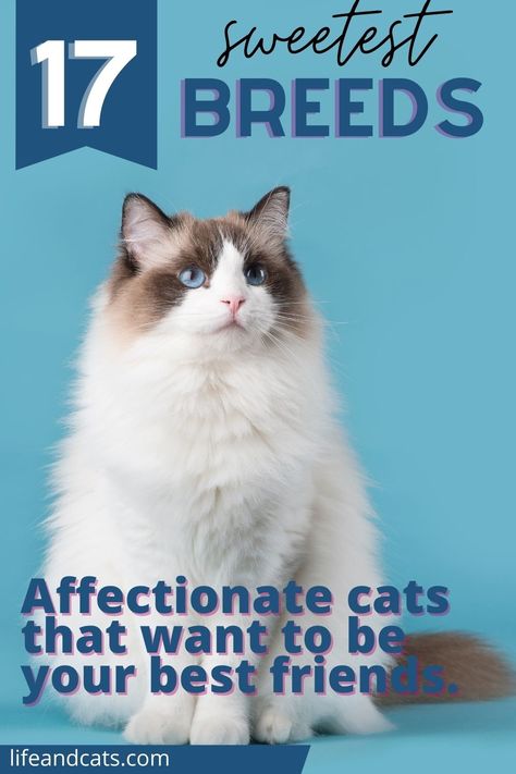 Affectionate Cat Breeds, Long Hair Cats Breeds, Friendly Cat Breeds, Cat Types, Types Of Cats Breeds, Fluffy Cat Breeds, Cat Breeds Hypoallergenic, Breeds Of Cats, Cat Breeds Chart