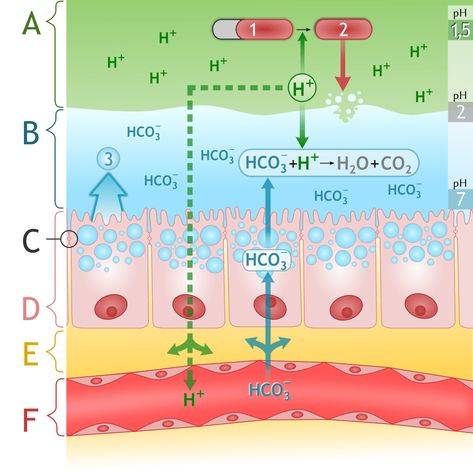 Learn about the pH of the stomach, the acid in gastric juice, and why gastric juice doesn't dissolve the inside of the stomach. Website Marketing Strategy, Peptide Bond, Medical Assistant Student, Small Business Needs, Gastric Juice, Website Marketing, Color Catalog, Human Anatomy And Physiology, Alkaline Water