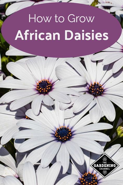 African Daisy Bouquet, African Daisy Garden Ideas, African Daisy Flower, African Garden, African Daisies, Vegetables Growing, Cut Garden, African Daisy, Gardening Guide