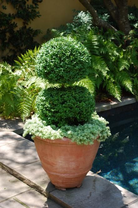 A terracotta pot makes the ideal base for a show-stopping arrangement of clipped boxwoods with a sedum base. Boxwood Landscaping, Fall Container Gardens, Hgtv Garden, Fall Containers, Topiary Garden, Boxwood Topiary, Fall Planters, Tulips Garden, Garden Containers