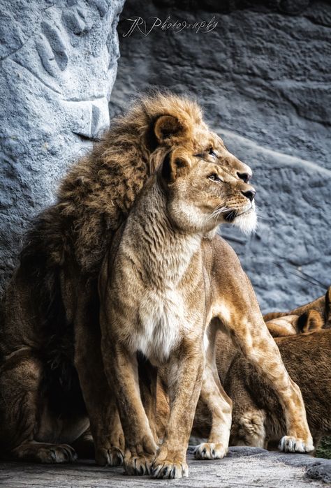 .lion and lioness On The Ground, Lion, Queen, Stone, Wall