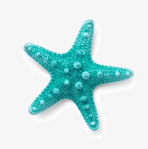 blue,starfish,vector diagram,gradient,point,dot,texture,five-pointed star,vector,diagram,five-pointed,star Starfish Images, Starfish Tattoo, Colourful Fish, Star Vector, Large Mermaid, Blue Starfish, Cake Logo Design, Sea Crafts, Dot Texture