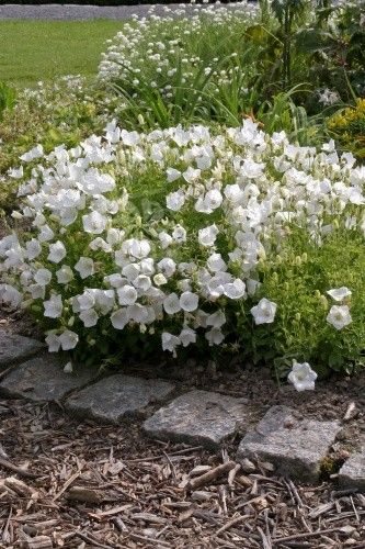 Campanula carpatica Weiße Clips - Zwergglockenblume Iberis Sempervirens, Border Perennials, Perennial Border Plants, Decking Area, Perennial Border, Planting Plan, Gravel Garden, Border Plants, Evergreen Plants