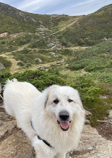 Pyrenees Mountain dogs Great Pyrenees Aesthetic, Pyrenees Mountains, Pyrenean Mountain Dog, Riding Holiday, Horse Fly, Great Pyrenees, French Countryside, Trail Riding, Mountain Dogs