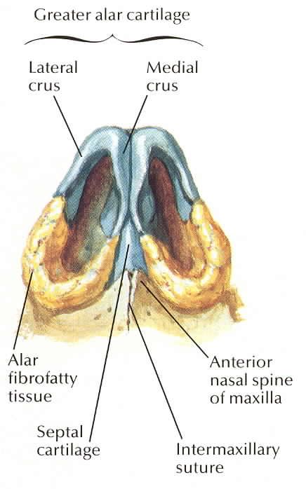 Nose Anatomy, Anatomy Medical, Head And Neck, Anatomy, Human Body, Medical, Human