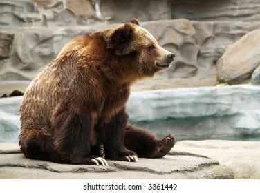 Grizzly Bear Sitting, Tiger Siberian, White Tiger Cubs, Baby Pandas, Sitting Bear, White Lions, Cats White, Elephant Photography, Tiger Cubs