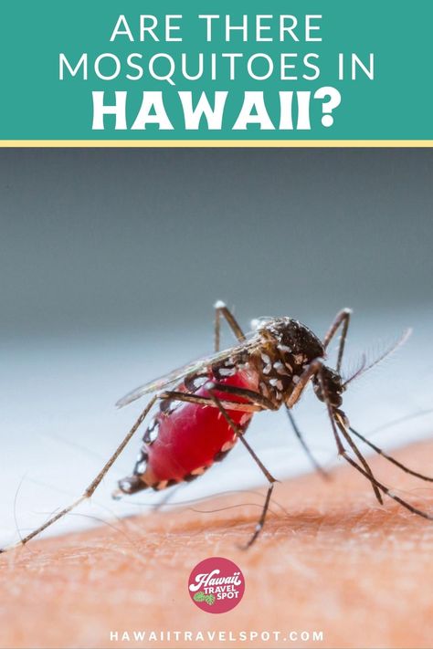 Planning a trip to Hawaii and worried about mosquitoes? We've got you covered. Our informative post uncovers the facts about mosquitoes in Hawaii, preventive measures to take, and how to handle bites, should they happen. Stay bite-free while you explore the islands' beautiful beaches, lush rainforests, and vibrant nightlife. Don't let the fear of mosquitoes hinder your Hawaiian adventure! #HawaiiTravel #MosquitoesInHawaii #TravelTips Camping In Hawaii, Maui Hibiscus Water, Oahu Luau, Hawaii Tips, Hawaii Packing List, Kauai Travel, Hawaii Hotels, Trip To Hawaii, Oahu Travel