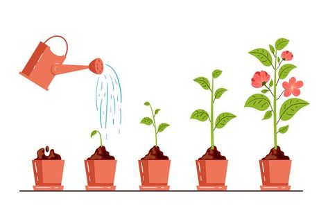 Sprout Growing, Watering Trees, Apple Sketch, Tree Outline, Plant Structure, Plant In Pot, Vector Infographic, Plant Life Cycle, Gardening Flowers