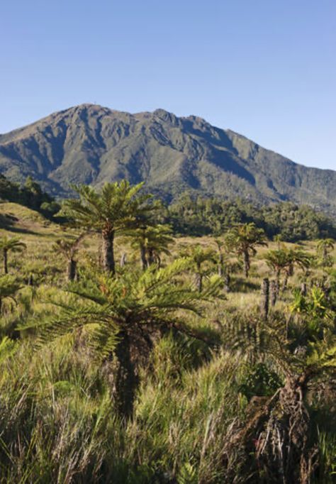 Southern Highlands, Papua New Guinea Alpine Grassland West Papua, Southern Highlands, Beautiful Background, Solomon Islands, New Guinea, Beautiful Backgrounds, Tonga, Archipelago, Papua New Guinea