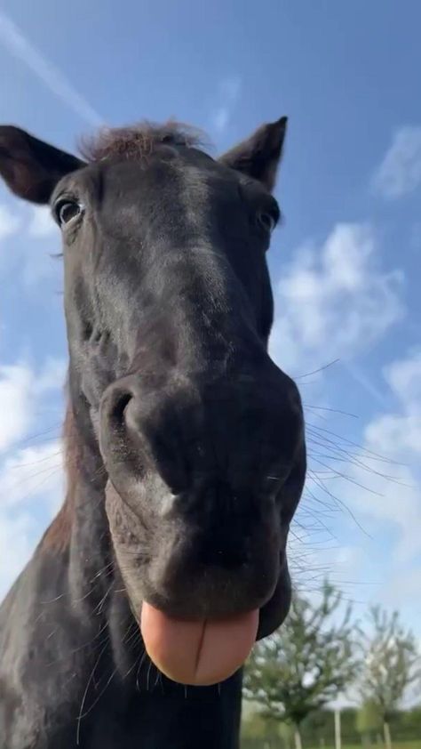 That is a long tongue! www.justhorseriders.co.uk  #equestrian #horsegirl #justhorseriders #horseriding #horselife #horselover #equestrianlife #horse #pony #funny