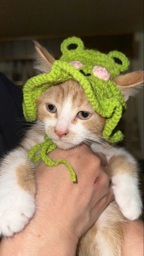 Frog hat for cats Frog Hat, For Cats, Aesthetic Pictures, Cute Cat, Hats