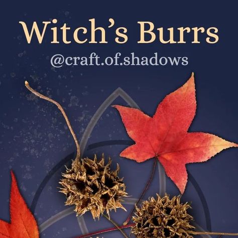 Sweet Gum Tree, Breaking Curses, Banishing Spells, Hedge Witchery, Witch Balls, Banishing Spell, Witch Tools, Nature Witch, Sweet Gum