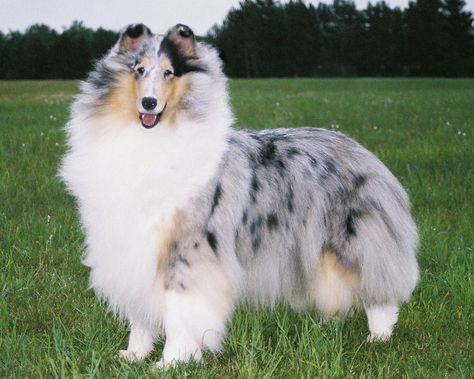 Have conformation classes ruined dog breeds like the German Shepherd, Collie and English Bulldog? What do you think? Merle Collie, Blue Merle Collie, Rough Collie Puppy, Herding Dogs Breeds, Collie Breeds, Shetland Sheepdog Blue Merle, Smooth Collie, Shetland Sheepdog Puppies, Sheep Dogs