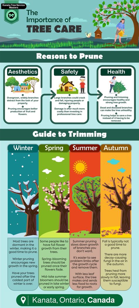 Nutrient Cycle, Importance Of Trees, Types Of Mulch, Tree Growth, Risk Assessment, Ottawa Ontario, Tree Service, Soil Improvement, Tree Care