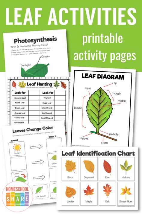 Leaf Activity Kindergarten, Leaf Stem Activities, Leaf Kindergarten Activities, Leafman Activities, Leaf Thief Activity, Leaf Science Kindergarten, Leaf Man Activities, Parts Of A Leaf Free Printable, Parts Of A Leaf Worksheet