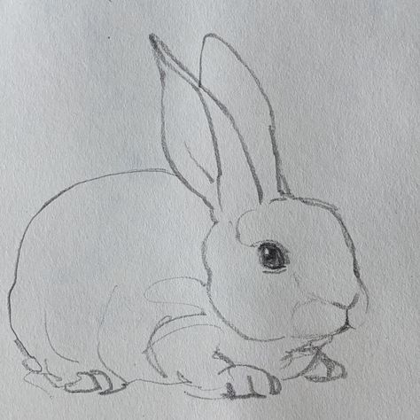 Sketch Of Bunny, Rabbit Sketch Simple, Small Rabbit Drawing, Bunny Sketch Easy, Bunny Drawing Realistic, Realistic Bunny Drawing, Cute Rabbit Sketch, Rabbit Pencil Sketch, Bunny Drawing Easy