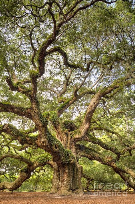 Angel Oak Tree, Angel Oak Trees, 숲 사진, Weird Trees, Angel Oak, Amazing Trees, Old Oak Tree, Old Tree, Plant A Tree