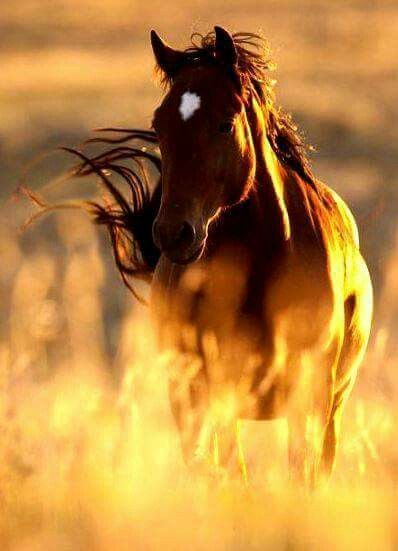 Glowing wheat field and horse at sunset. Heavenly view. Beautiful Horse Pictures, Horse Wallpaper, Most Beautiful Horses, Majestic Horse, All The Pretty Horses, Horse Crazy, Cute Horses, Equine Photography, Pretty Horses