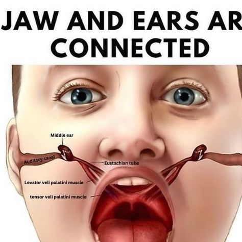 Tongue Posture, Middle Ear, Ear Infections, Hearing Loss, Lungs, The Roof, The Middle, Health Tips, No Response