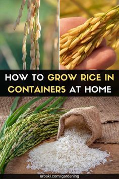 Gulf Coast Gardening, Iguana Proof Garden, Growing Rice In Containers, Grow Rice At Home, Growing Rice At Home, How To Grow Rice At Home, How To Grow Rice, Growing Grains At Home, Rice Growing