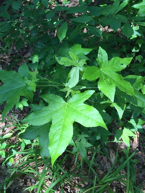 Sweet Gum is becoming well loved in the herbal community because it is known as an amazing ingredient in cold and flu formulas. It contains shikimic acid in its infertile seeds; the same ingredient… Sweet Gum Tree, Sweet Gum, Gum Tree, Natural Healing Remedies, Star Anise, Tree Leaves, Natural Medicine, Better Love, Native Plants