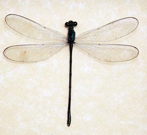 Damselfly - Arron's tattoo Damselflies Tattoo, Damselfly Tattoo, Tattoo Fairy, Cherry Wallpaper, Garter Tattoo, Ankle Bracelet Tattoo, Watercolor Tattoo Flower, Fairy Tattoo Designs, Sugar Skull Tattoos