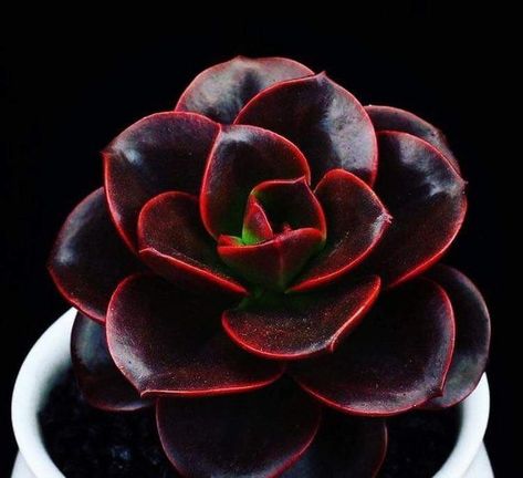 gorgeous echeveria Red Succulents, Garden Cactus, Gardens Flowers, Succulent Garden Design, Succulent Garden Diy, Colorful Succulents, Succulent Gardening, Unusual Plants, Rare Succulents